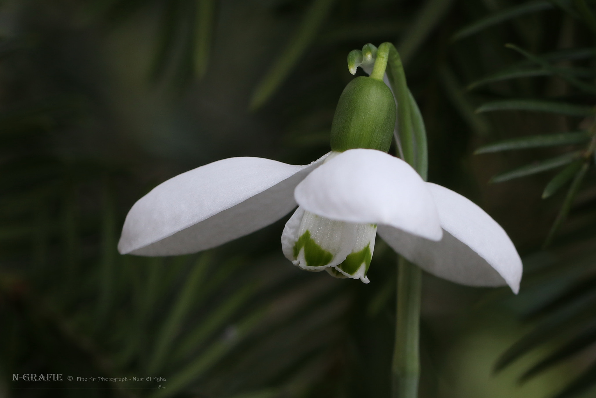 Canon EF 100mm F2.8L Macro IS USM sample photo. K photography