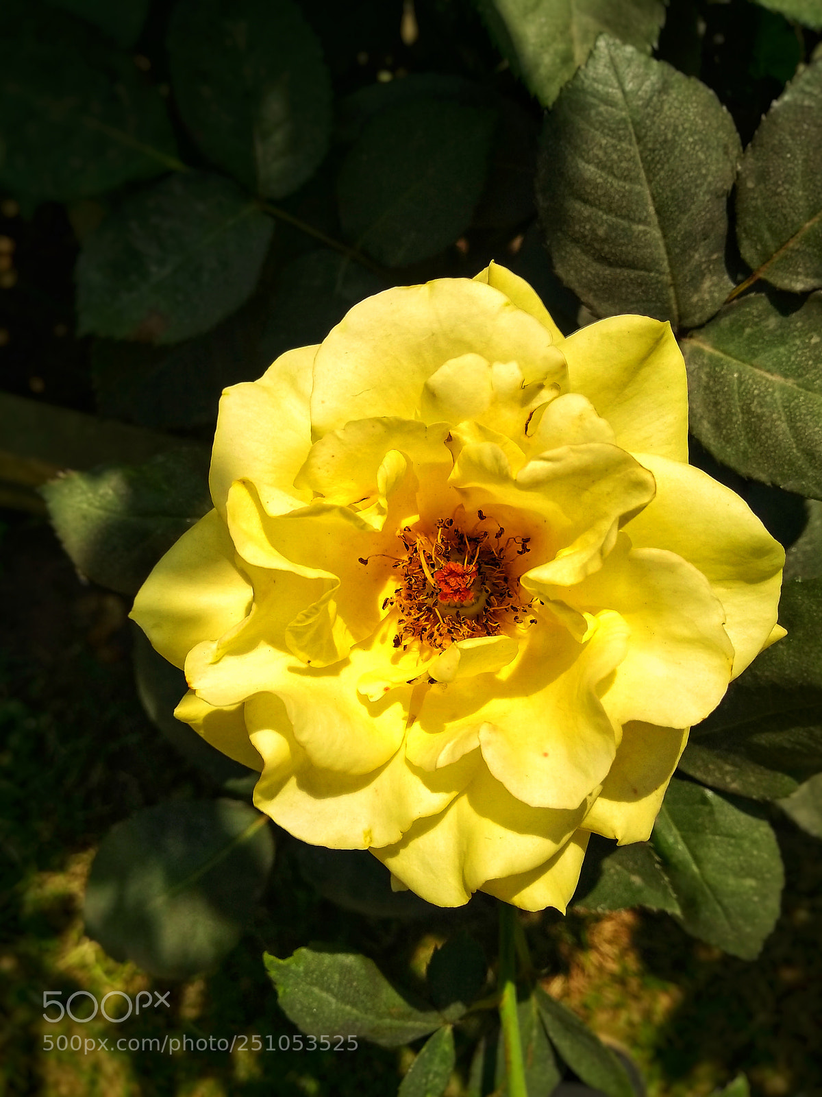 Motorola Moto G (5S) Plus sample photo. Yellow rose photography