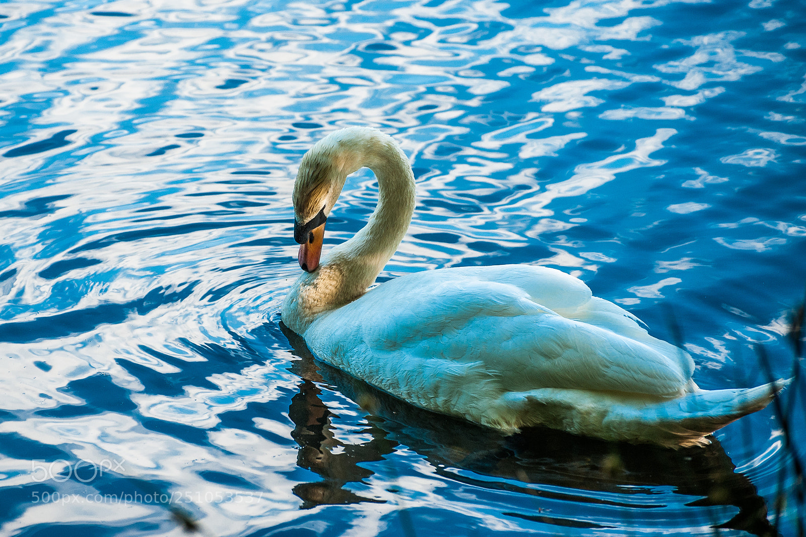 Nikon D700 sample photo. Look at me! photography