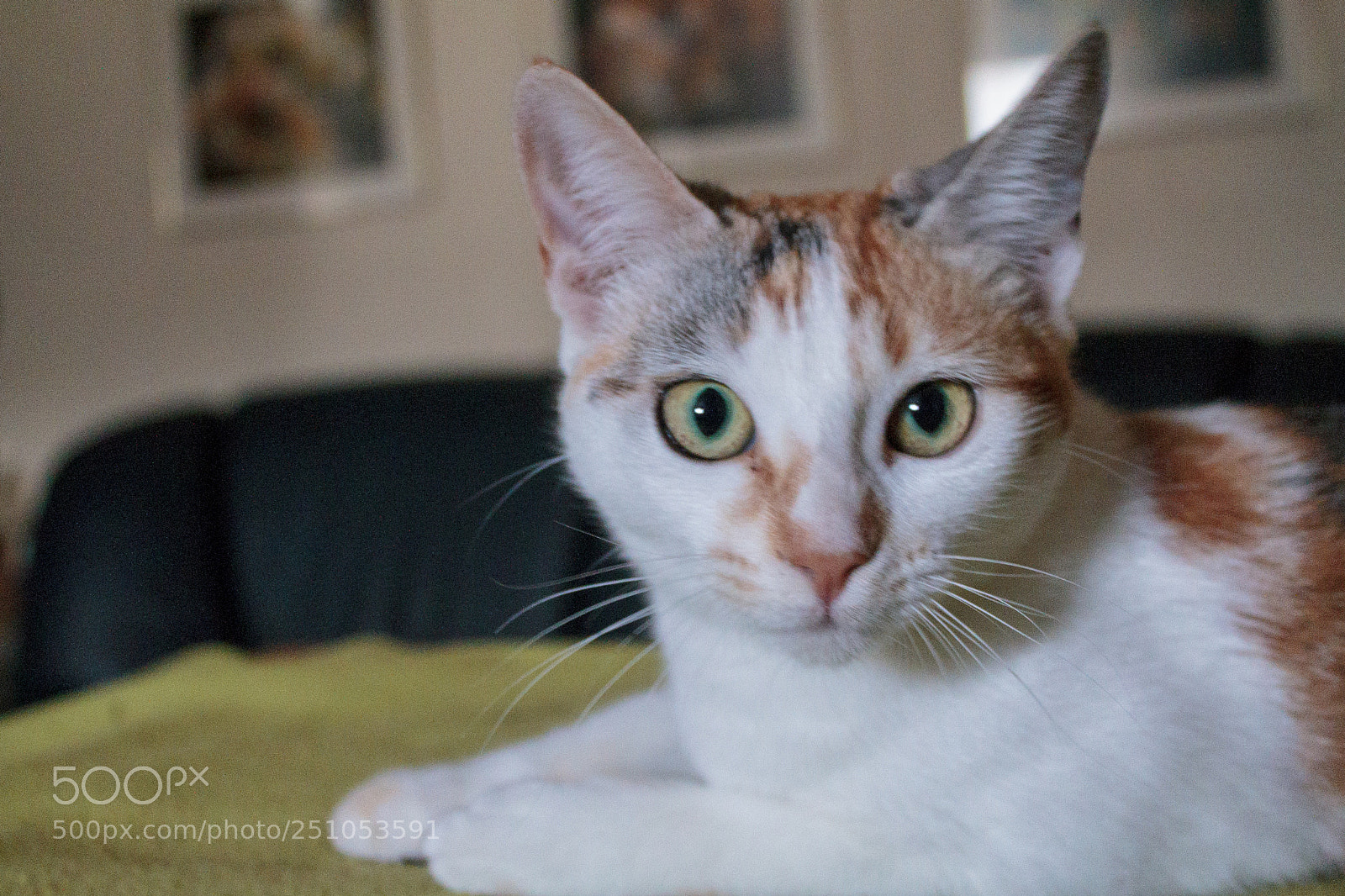 Canon EOS 1100D (EOS Rebel T3 / EOS Kiss X50) sample photo. Kawaii* photography