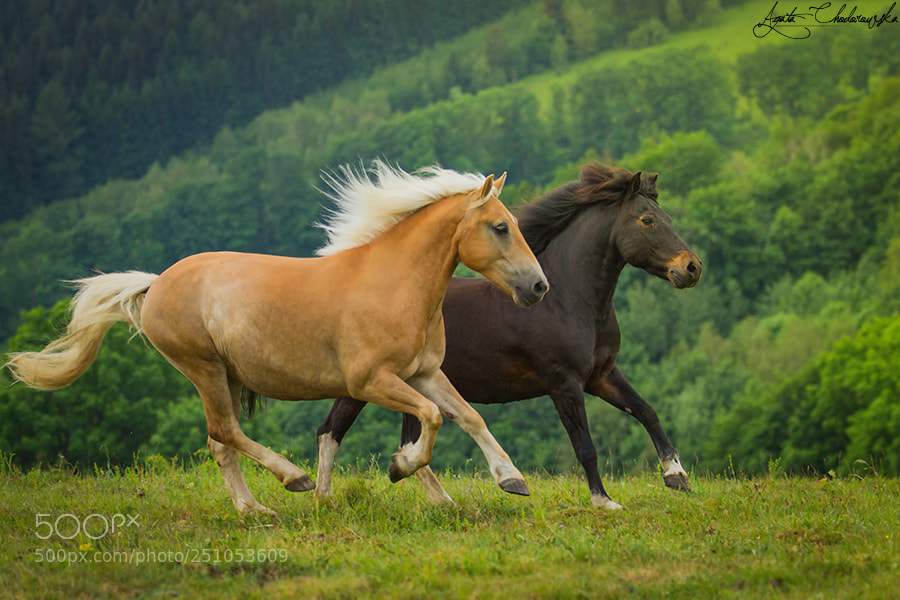 Canon EOS 7D sample photo. Freedom photography