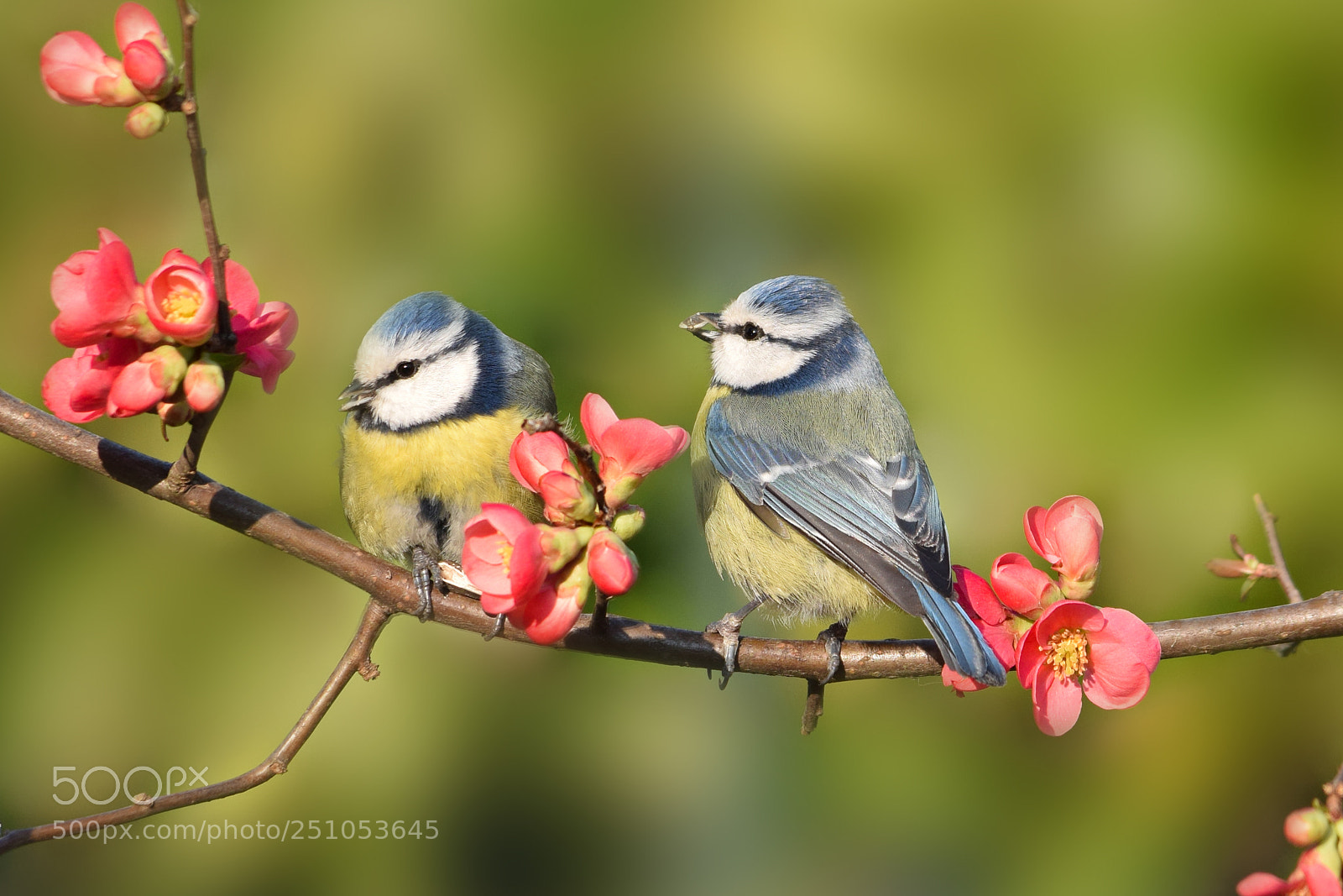 Nikon D5300 sample photo. Springtime photography