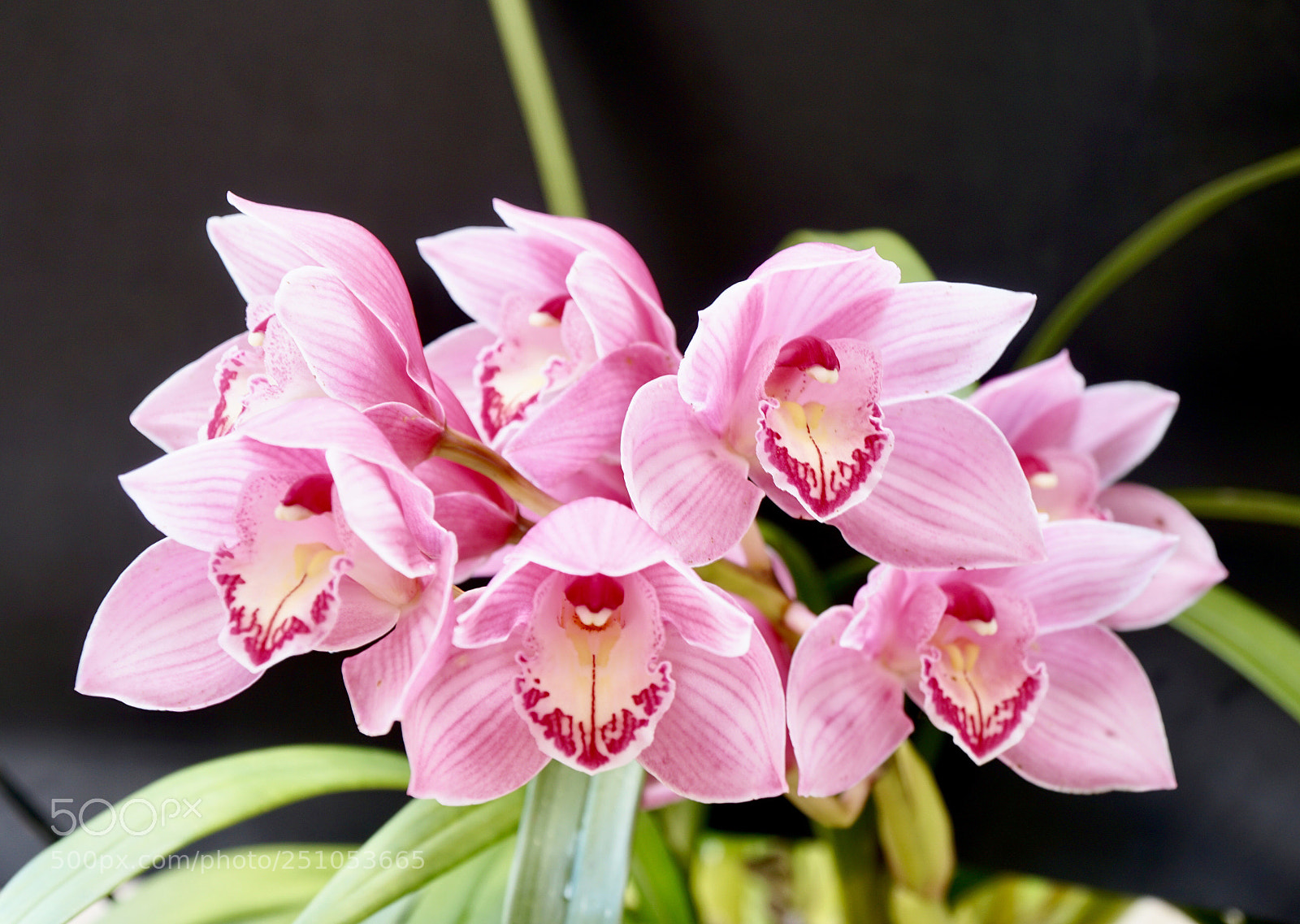 Sony a6300 sample photo. Spring flowers photography