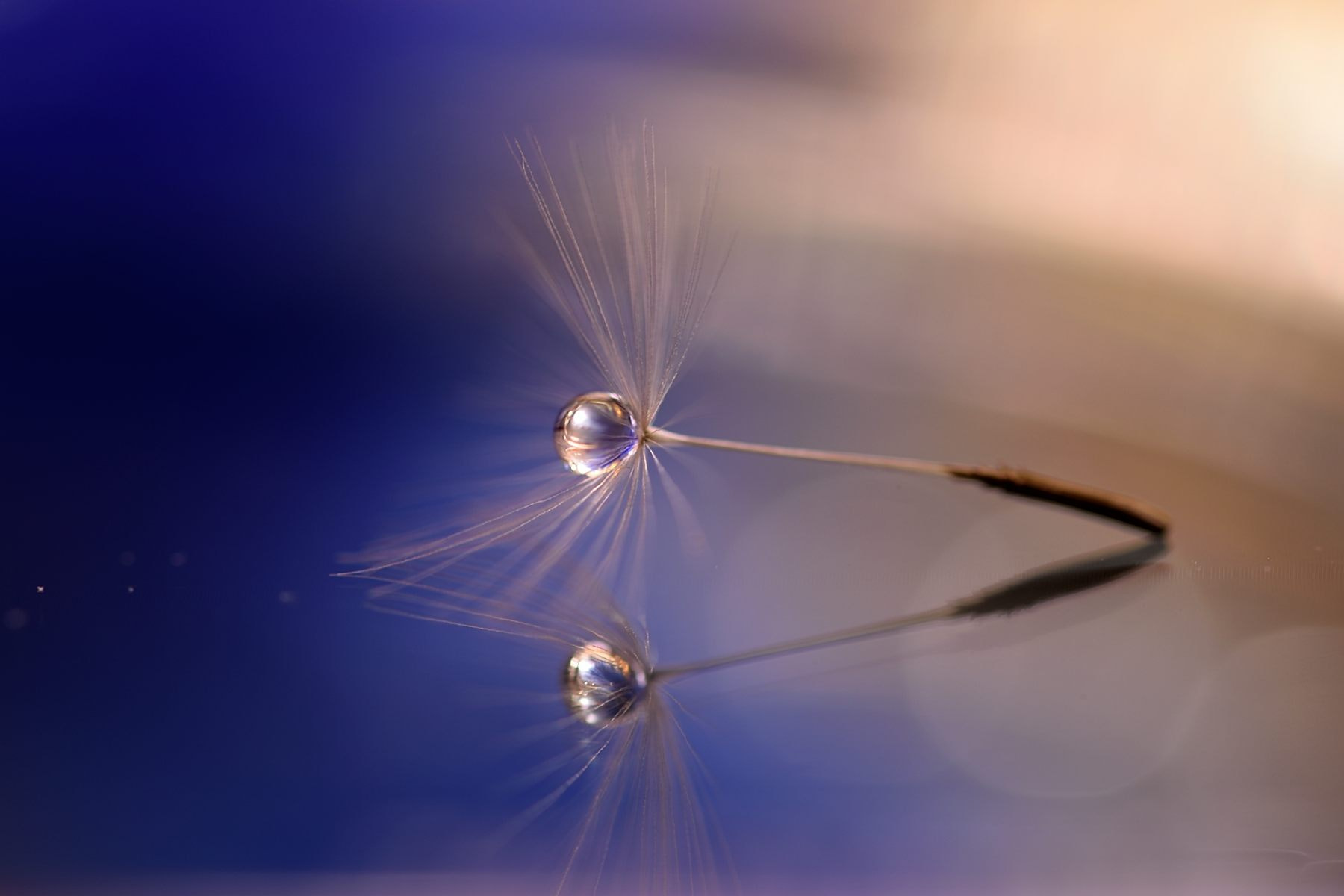 Sigma 105mm F2.8 EX DG OS HSM sample photo. Moments photography