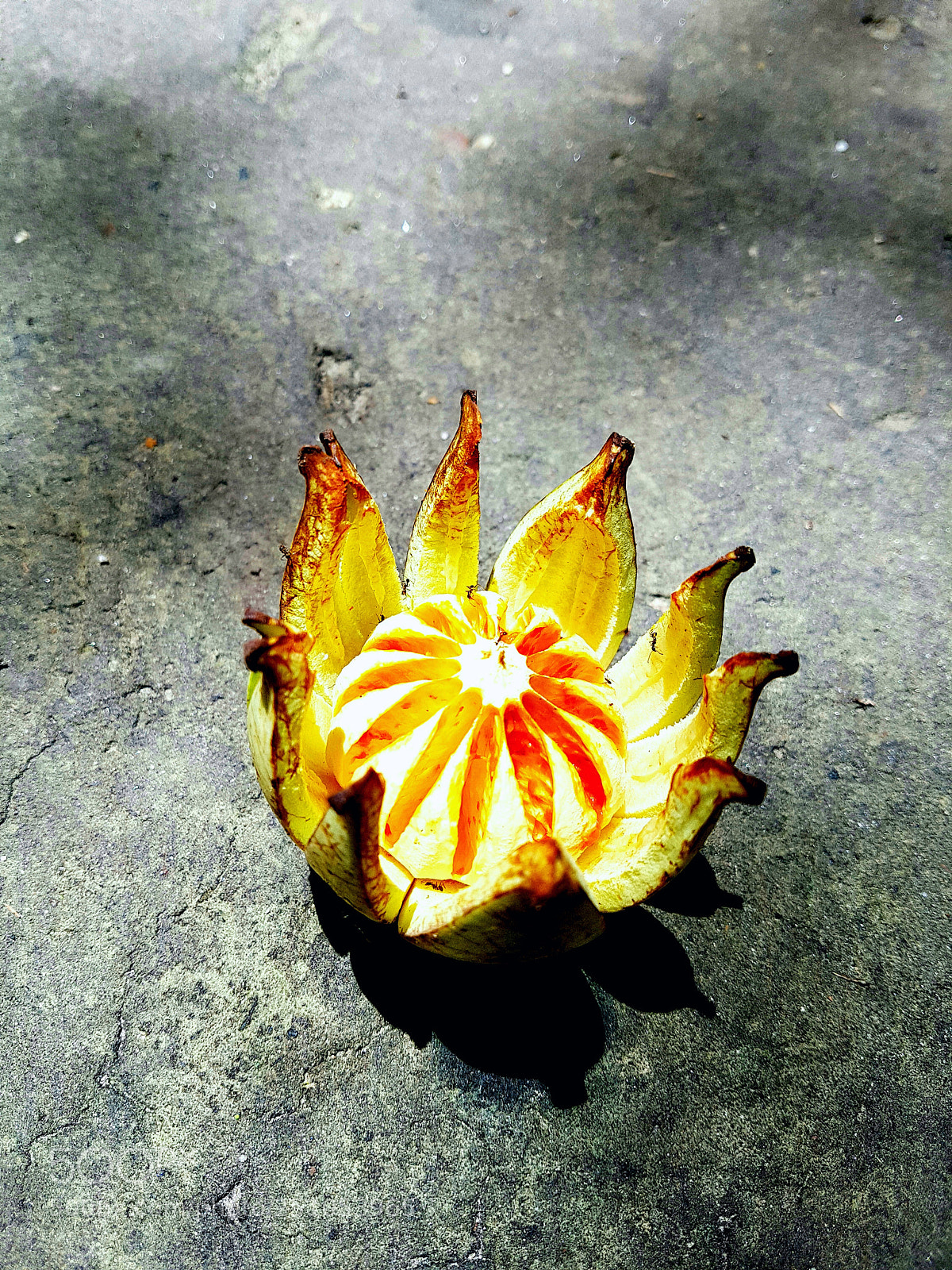Samsung Galaxy S7 Edge sample photo. Fruit photography