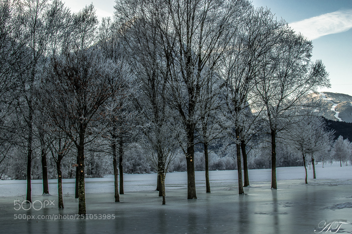 Nikon D5300 sample photo. Frost nach regen photography