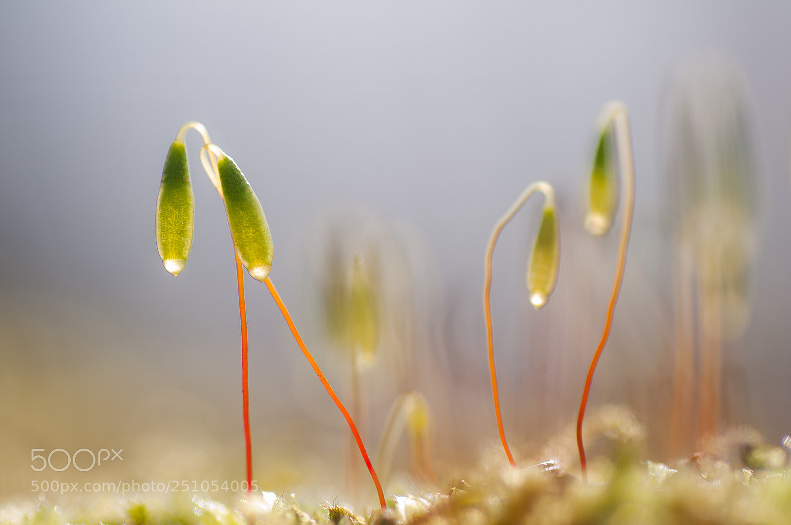 Nikon D300S sample photo. Moss photography