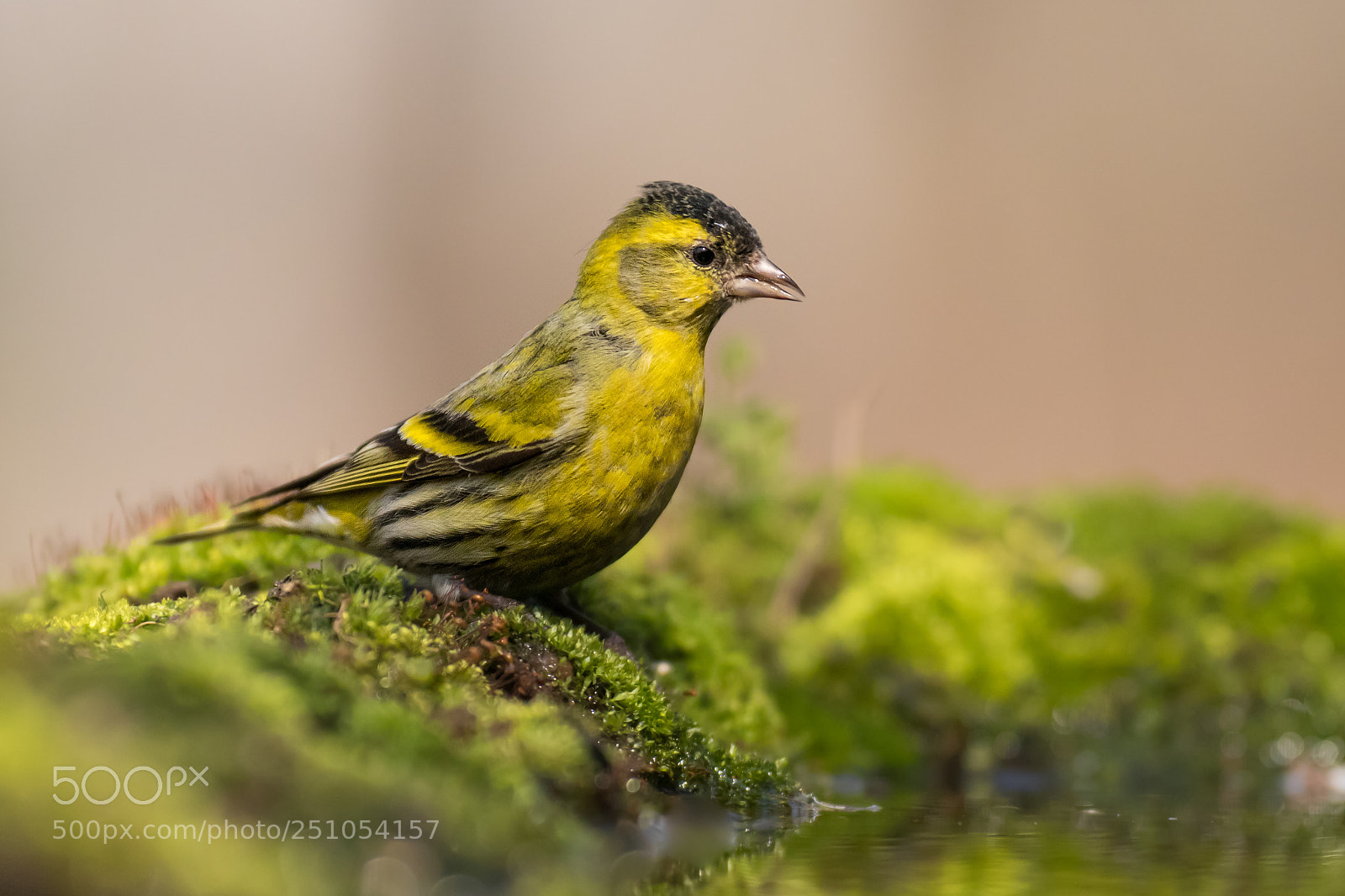 Canon EOS 80D sample photo. European serin photography