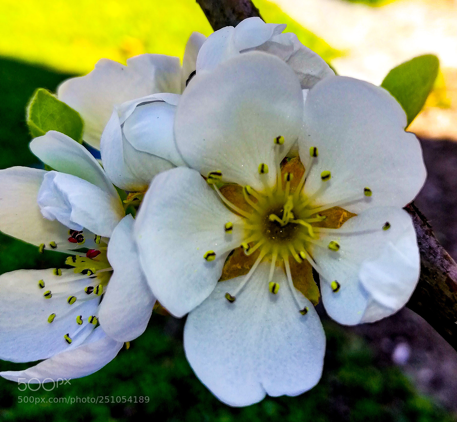 HUAWEI Mate 10 Lite sample photo. Flowers photography