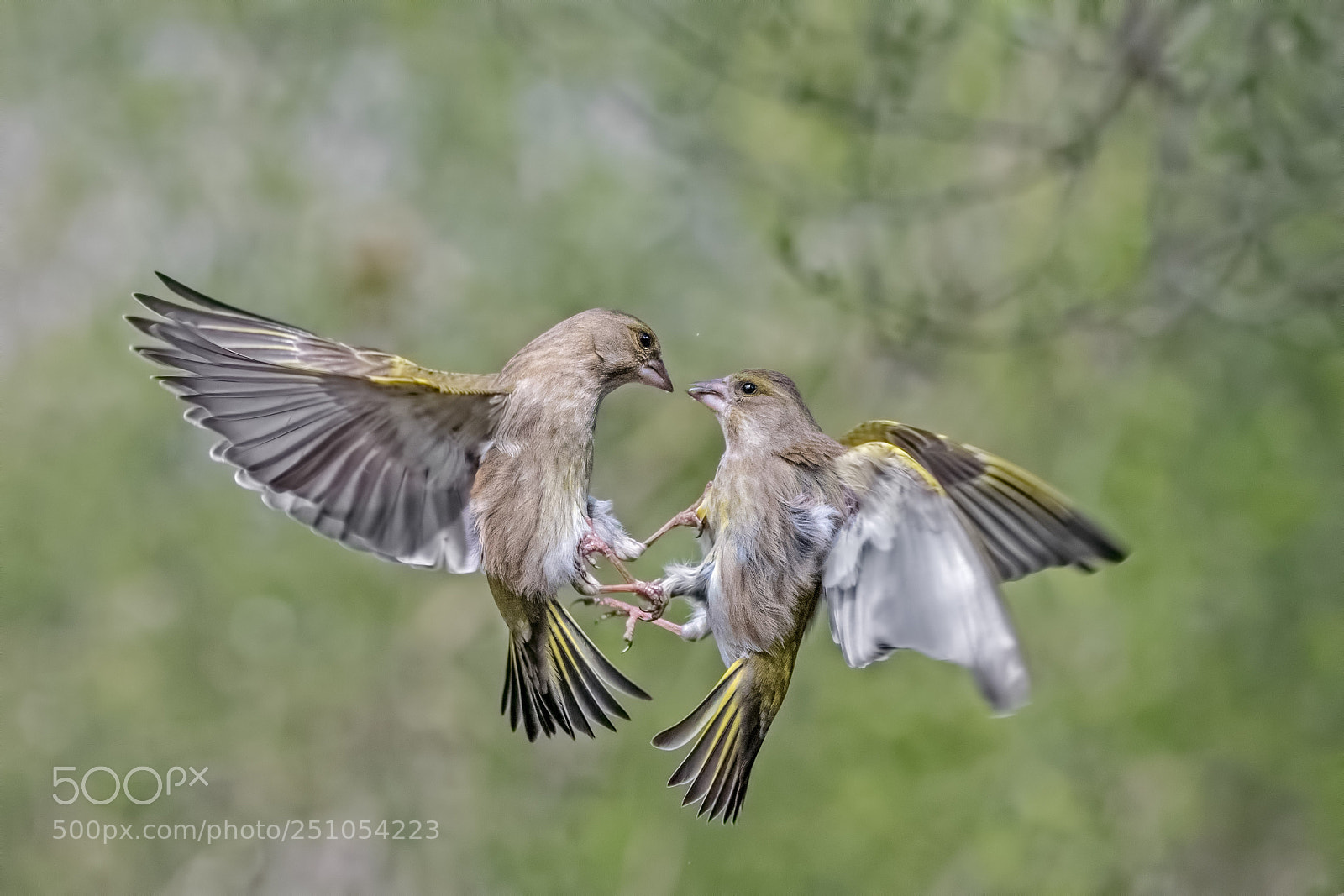 Nikon D500 sample photo. Air battle photography