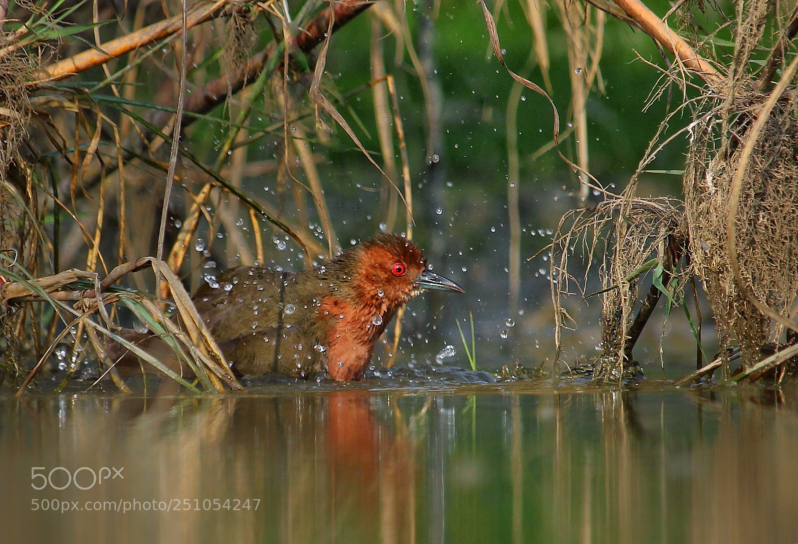 Canon EOS 60D sample photo. Bating fun photography