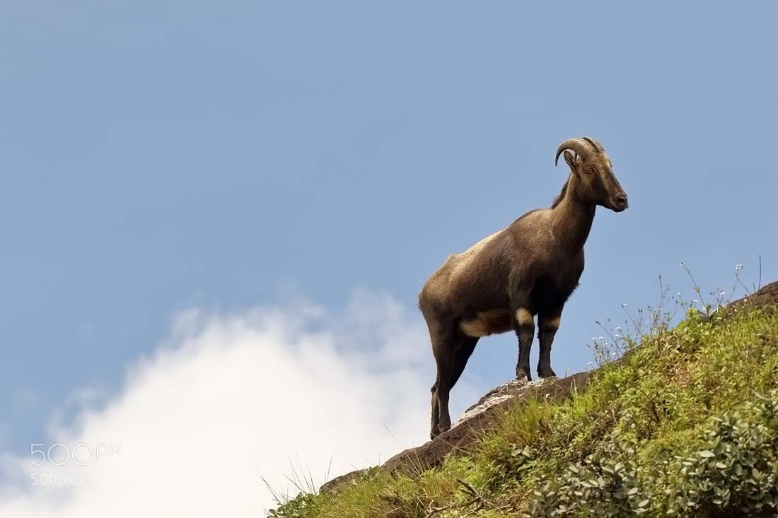 Canon EOS 7D Mark II sample photo. Nilgiri tahr photography