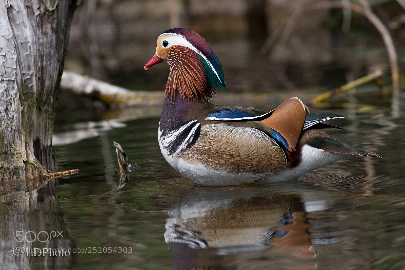 Nikon D500 sample photo. Mandarine duck photography