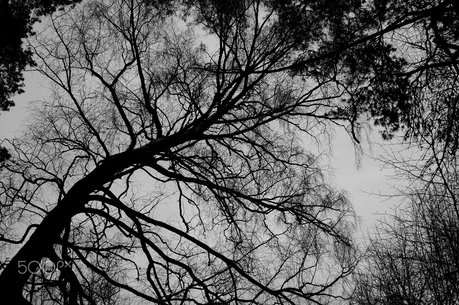 Pentax K-3 II + Sigma 17-35mm F2.8-4 EX DG sample photo. Tree branches ... photography