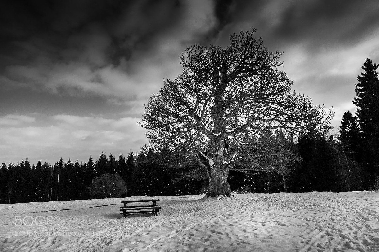 Canon EOS 5D sample photo. Majestic oak photography