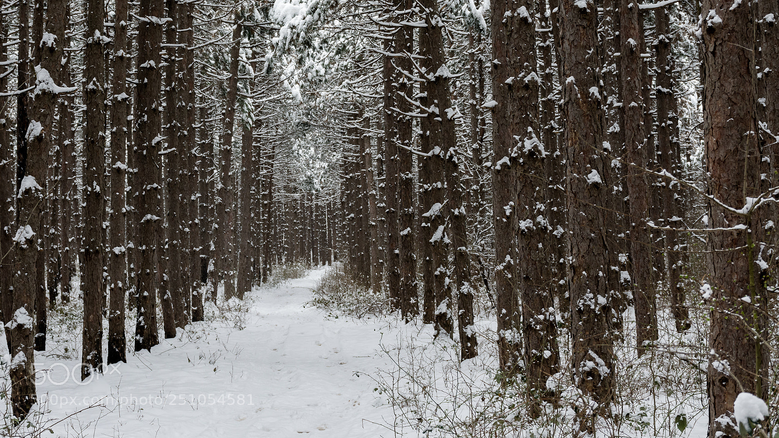Nikon D7200 sample photo. Winter pine forest photography