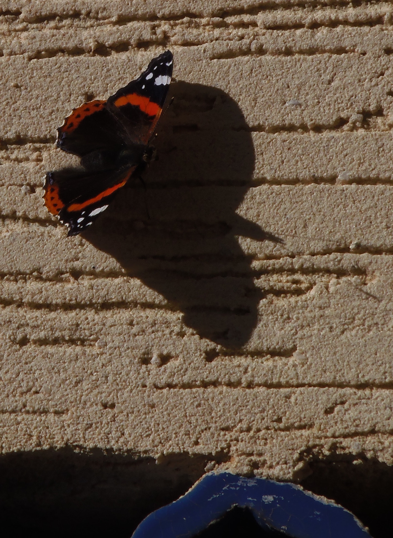Olympus SP-810UZ sample photo. Admiral butterfly photography