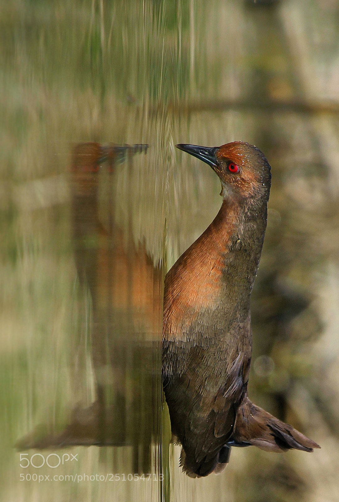Canon EOS 60D sample photo. Mirror photography