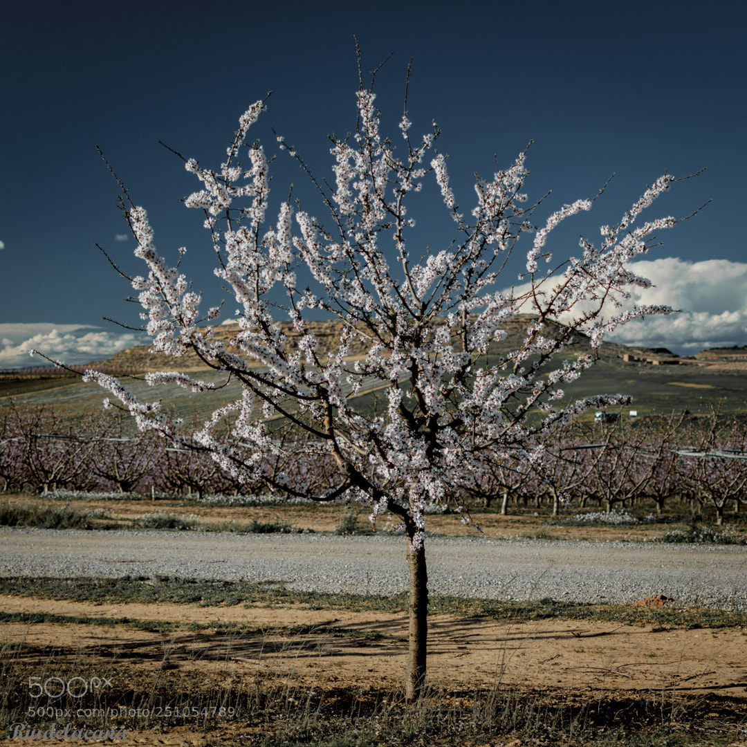 Nikon D90 sample photo. Arbre amb flors photography
