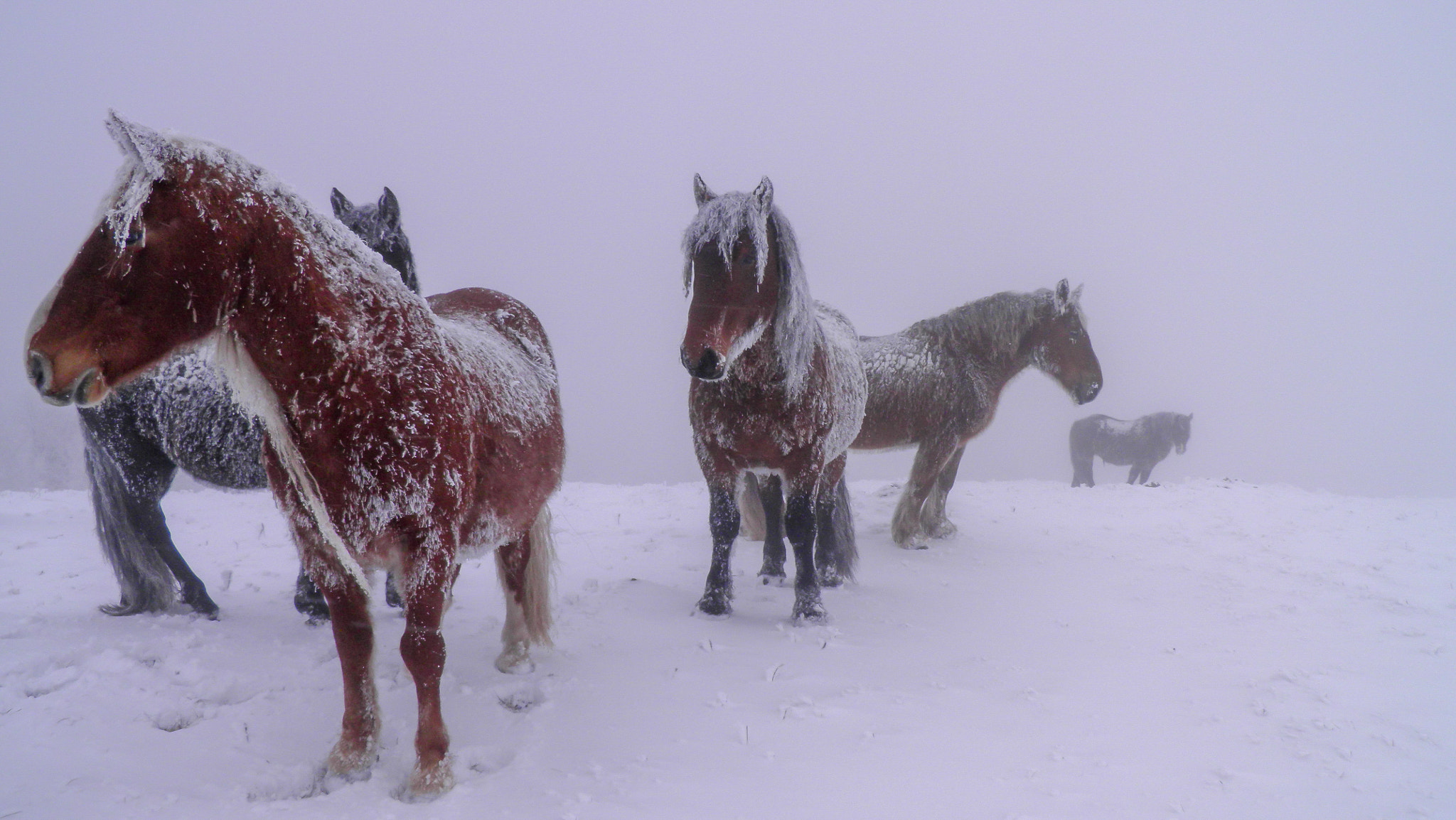Olympus SP800UZ sample photo. Willd horses on mountains stolovi photography