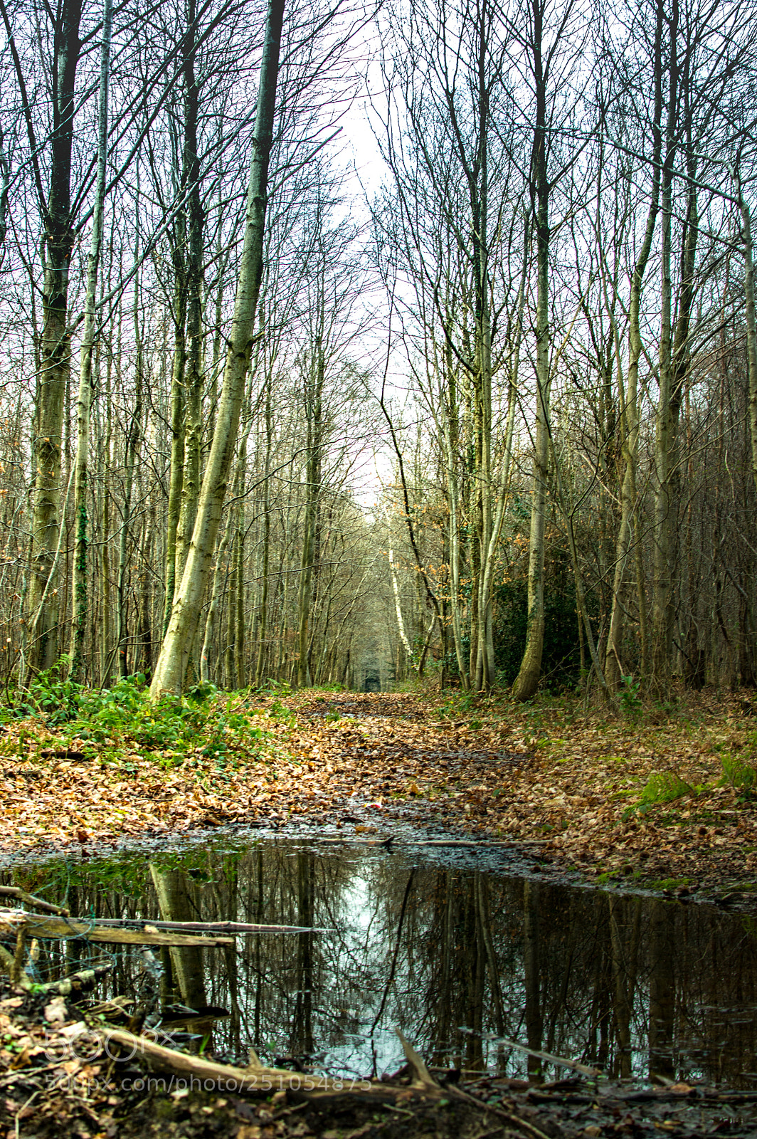 Nikon D3200 sample photo. Woods. photography
