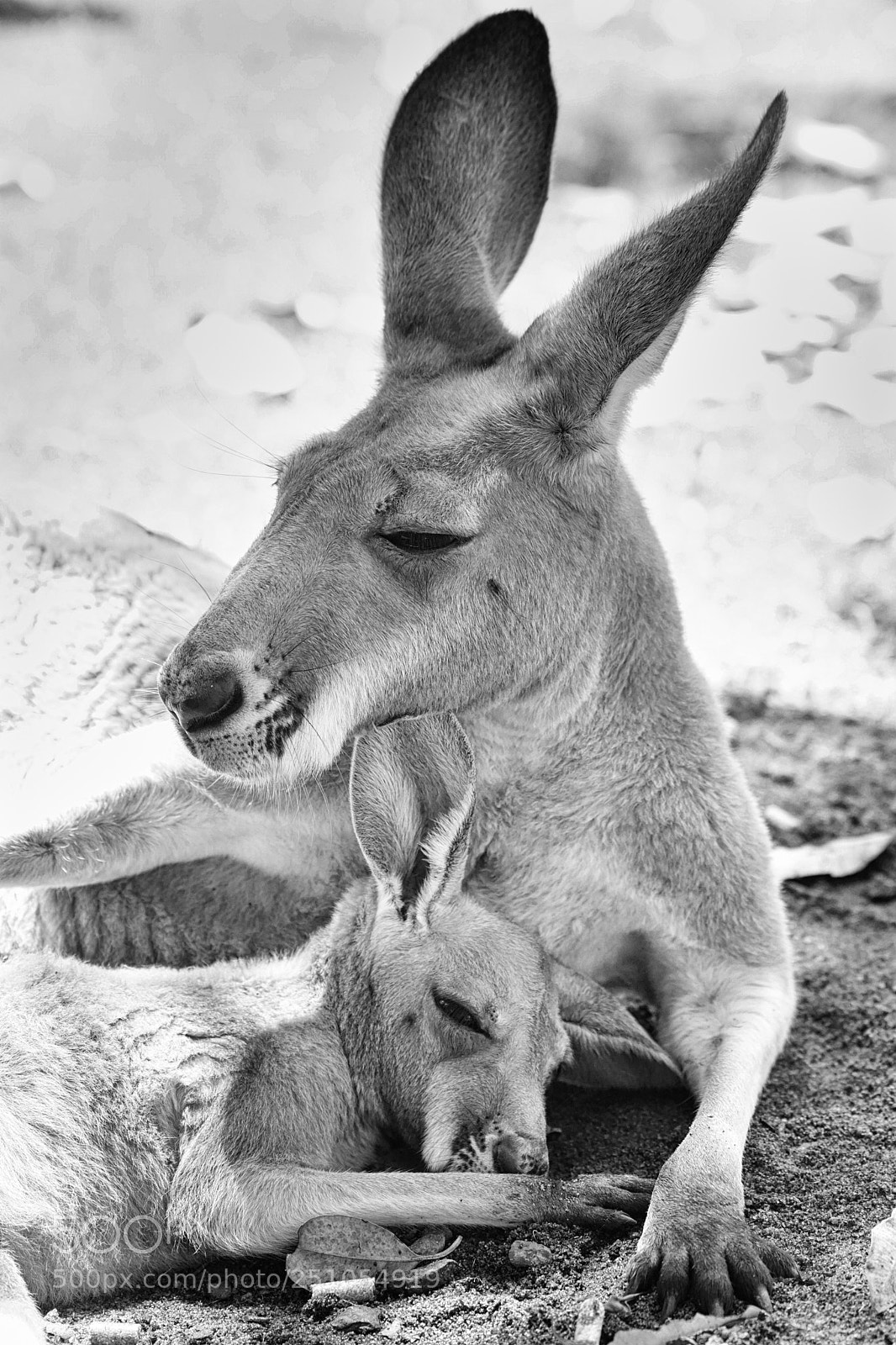 Sony ILCA-77M2 sample photo. Red kangaroo, macropus rufus photography