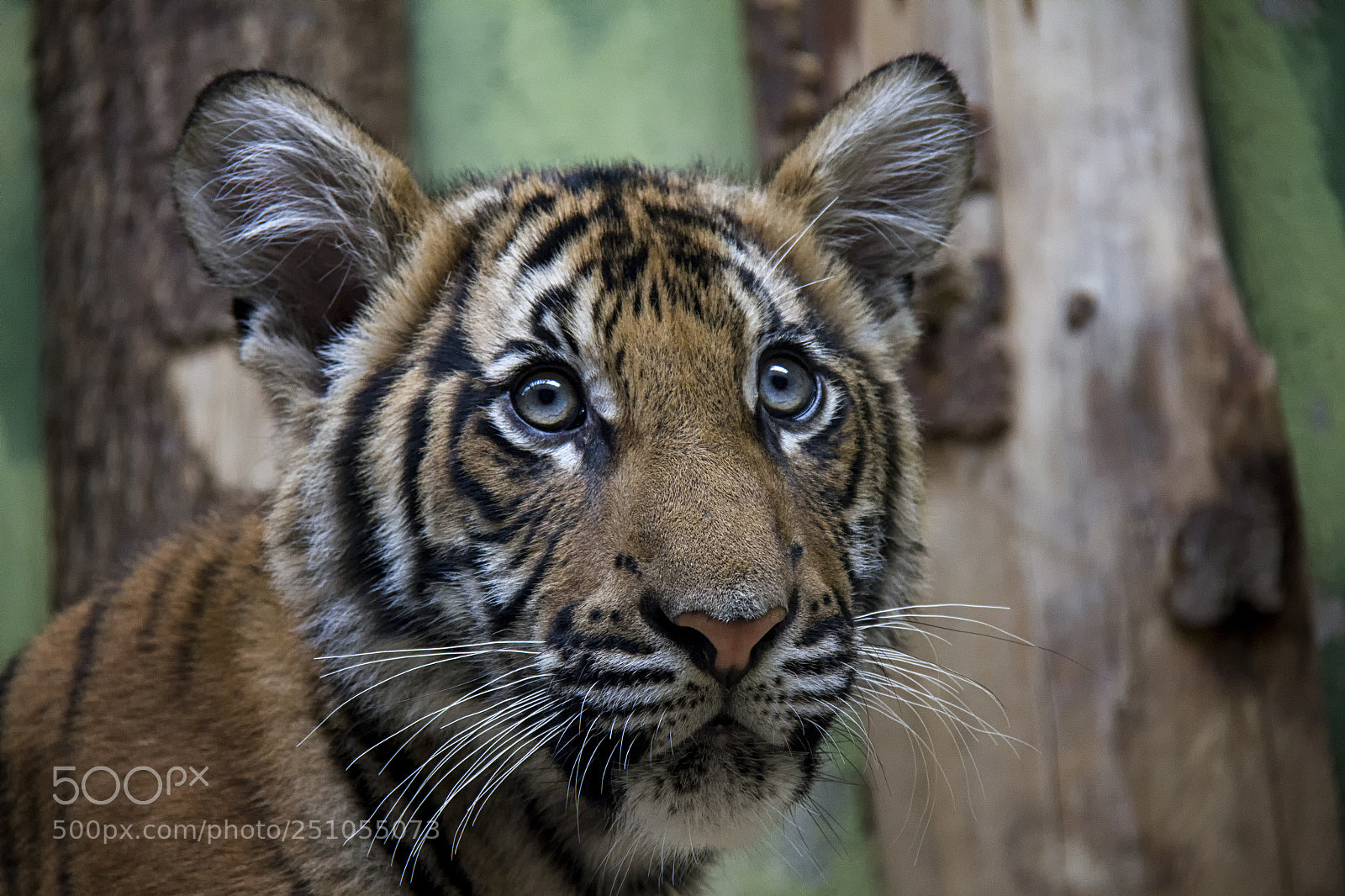 Canon EOS 550D (EOS Rebel T2i / EOS Kiss X4) sample photo. Malaysian tiger cub photography