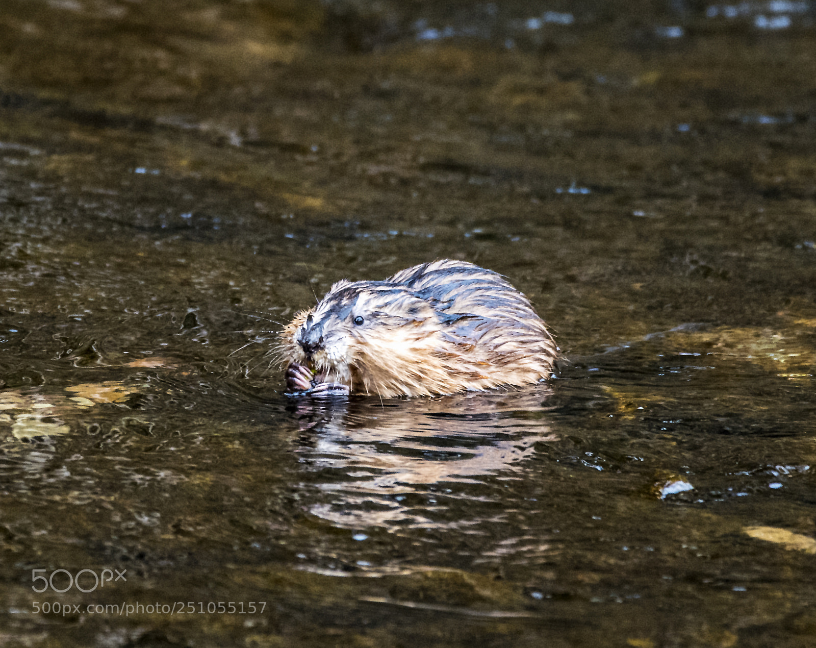 Nikon D5 sample photo. Bisam or nutria photography