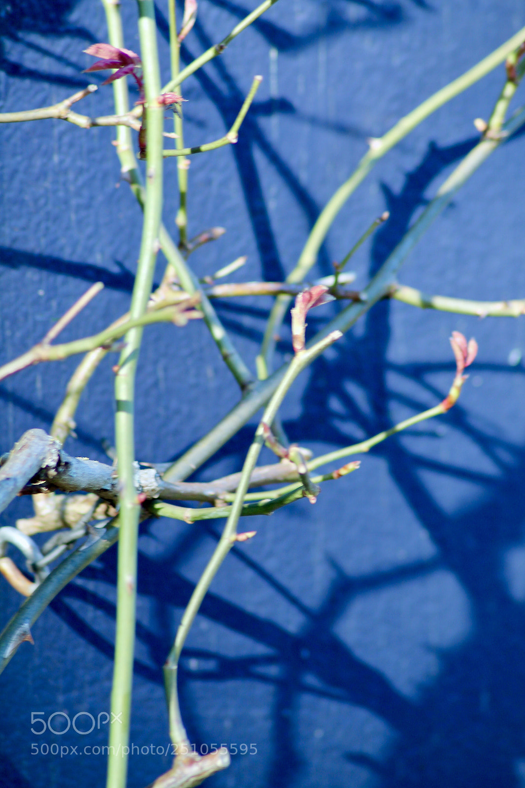 Canon EOS 1100D (EOS Rebel T3 / EOS Kiss X50) sample photo. Spring and shadow photography