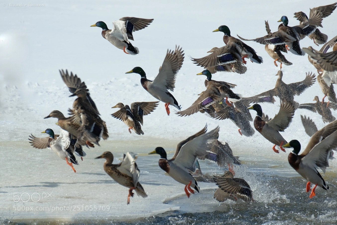 Fujifilm X-T1 sample photo. Flight of ducks photography