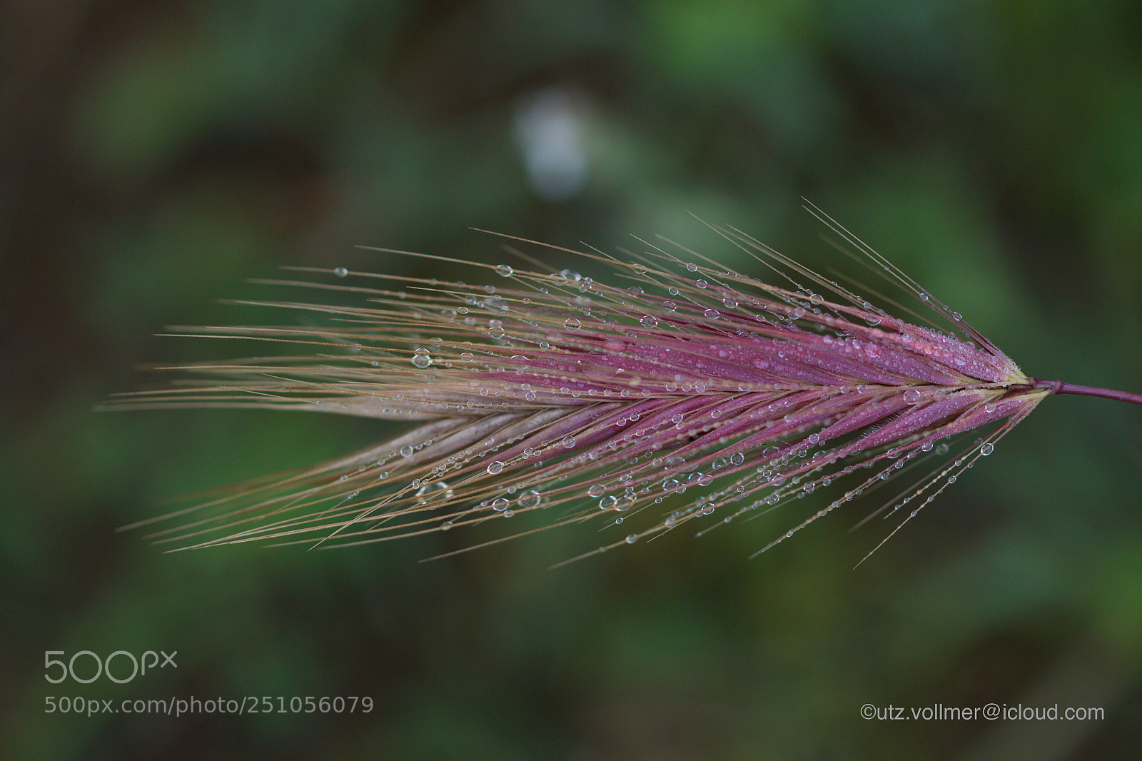 Canon EOS 70D sample photo. Rores  photography