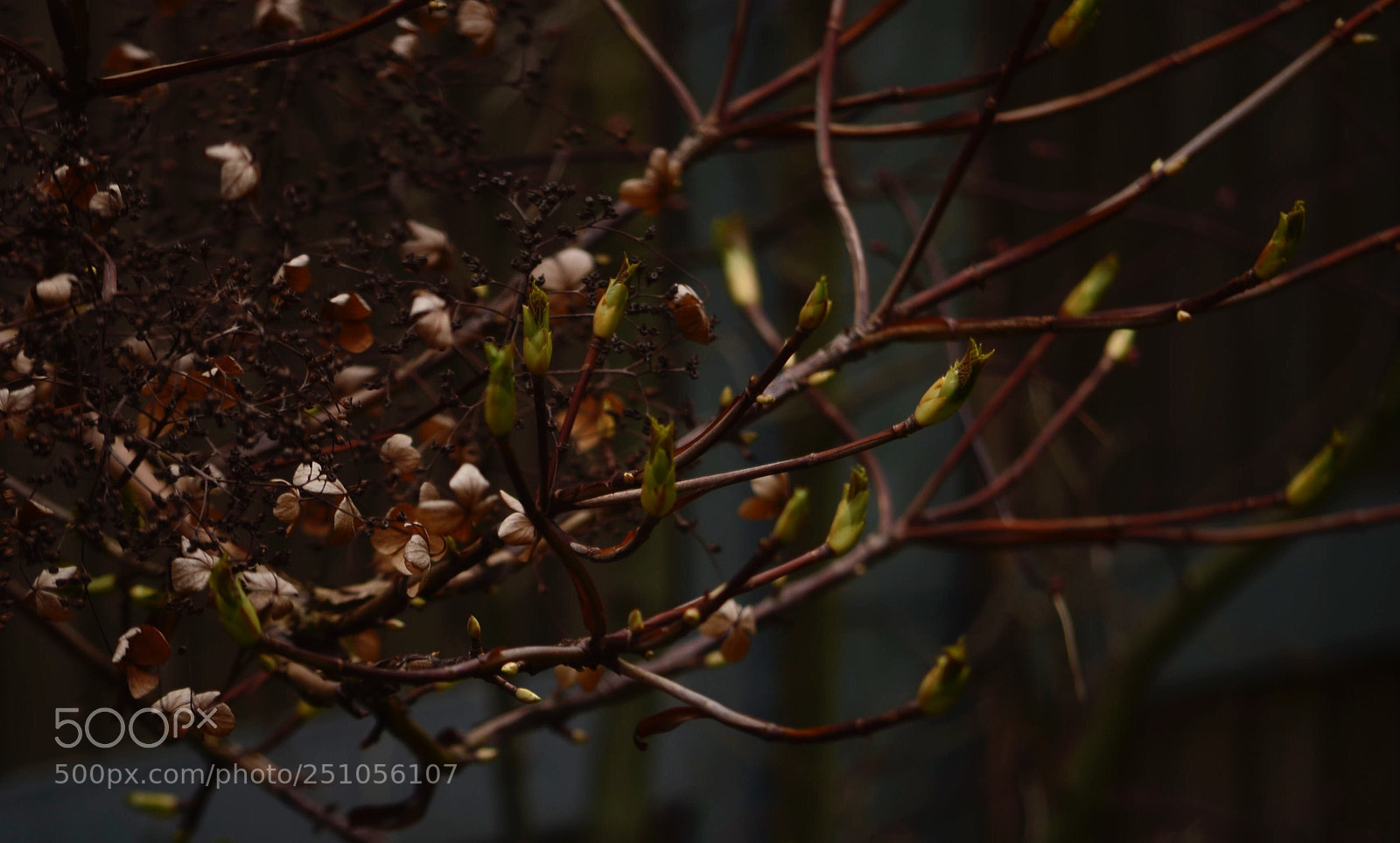 Nikon D5100 sample photo. Spring  photography