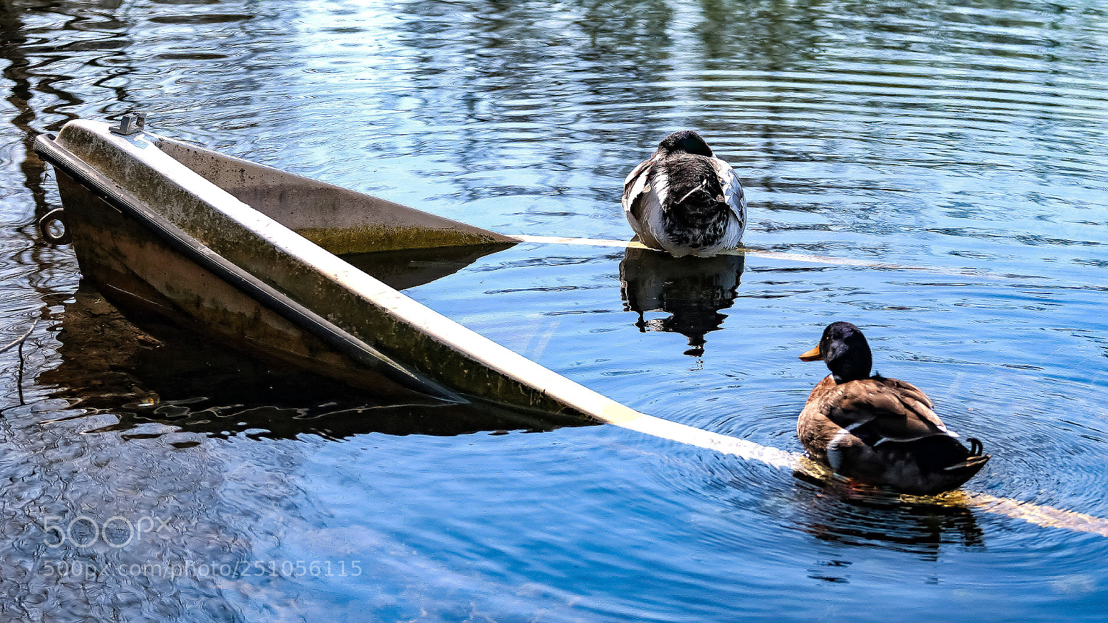 Canon EOS 7D Mark II sample photo. Untitled photography
