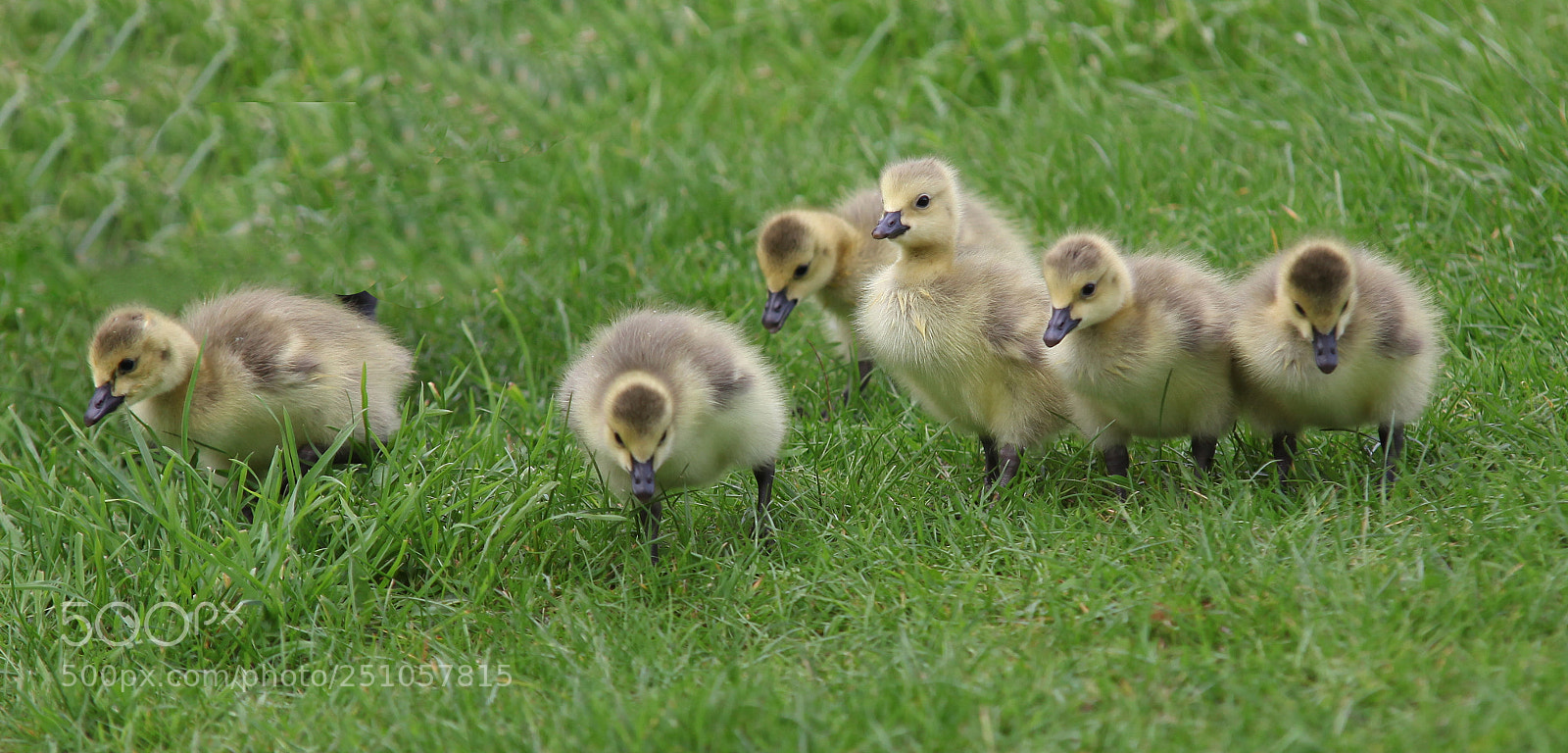 Canon EOS 5D Mark II sample photo. Les poussins photography