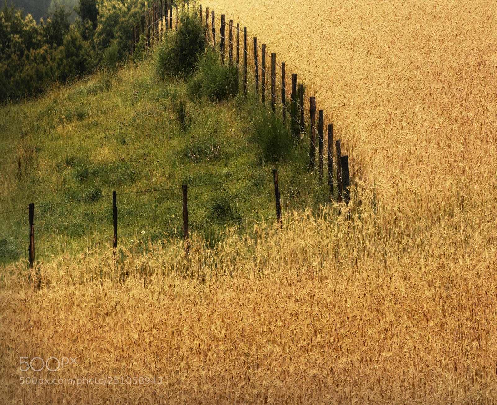 Nikon D7100 sample photo. Gold photography