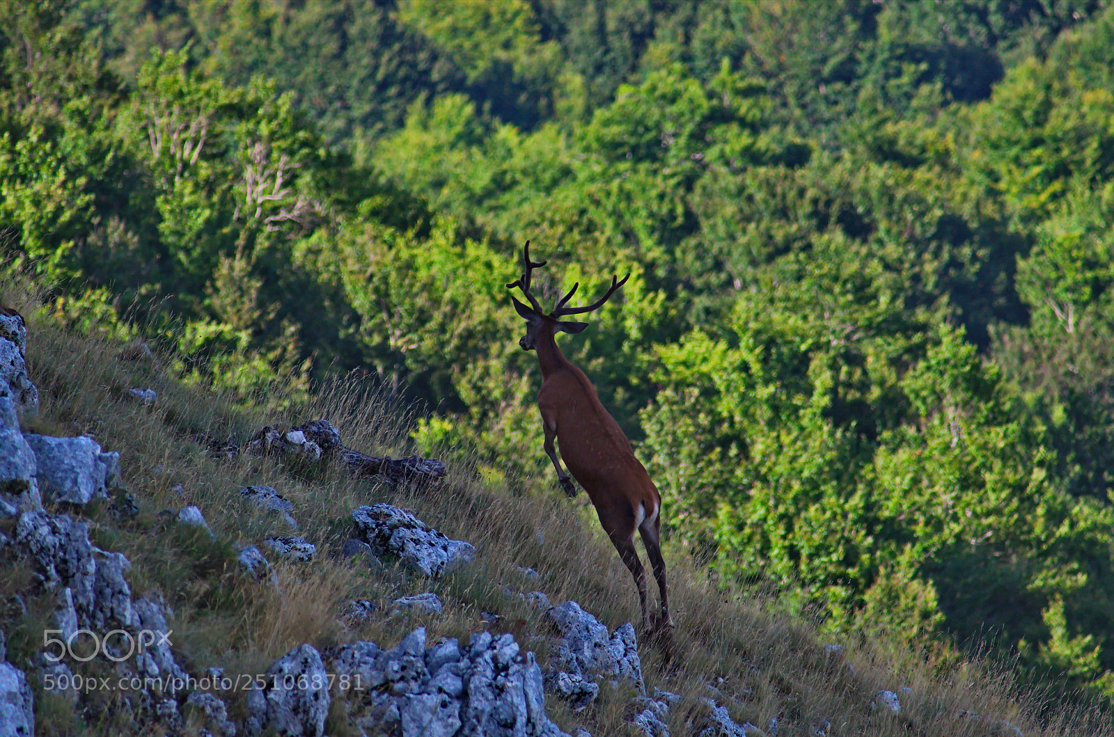 Pentax K-50 sample photo. Red deer jumping 1 photography