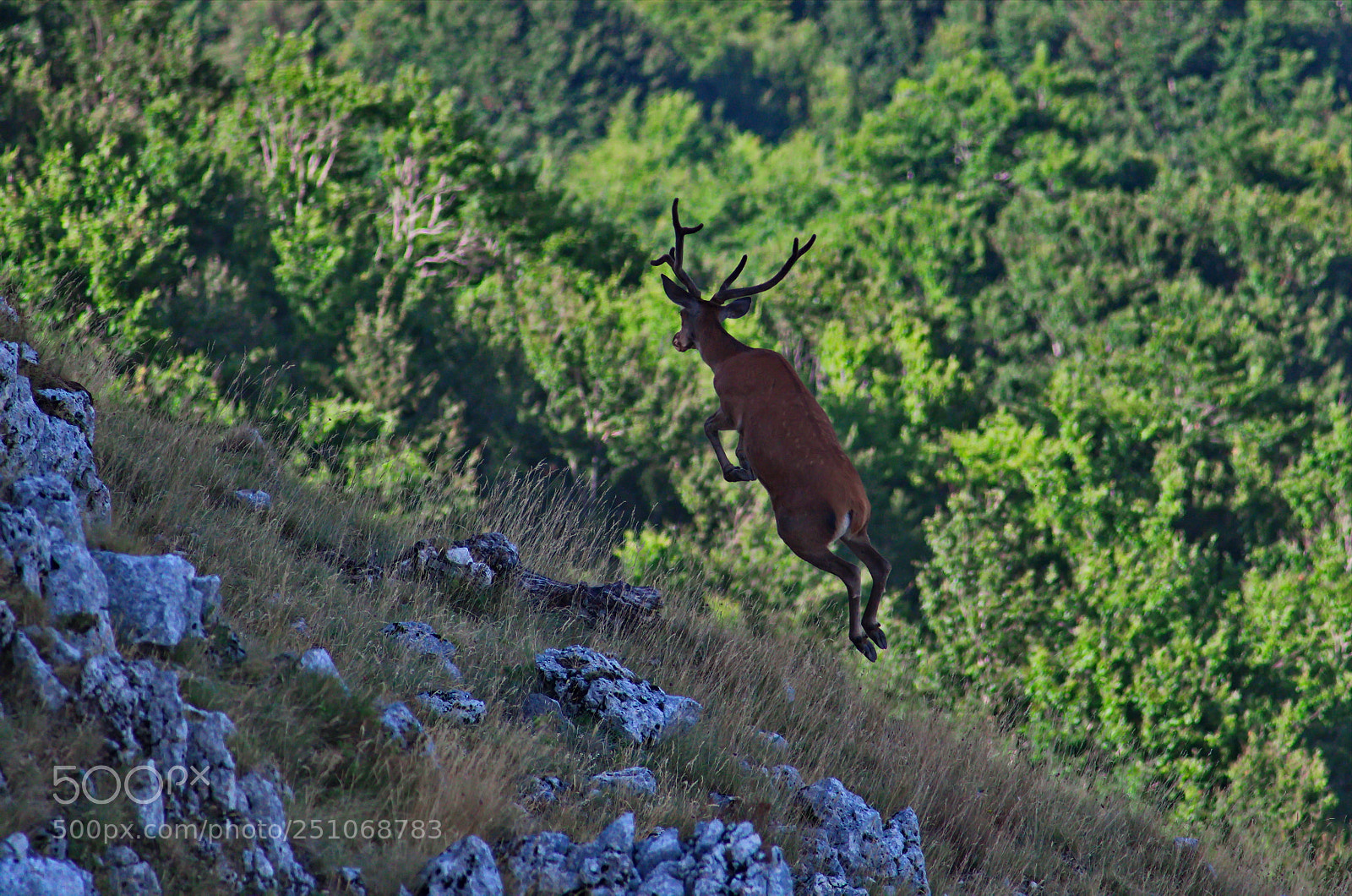 Pentax K-50 sample photo. Red deer jumping 2 photography
