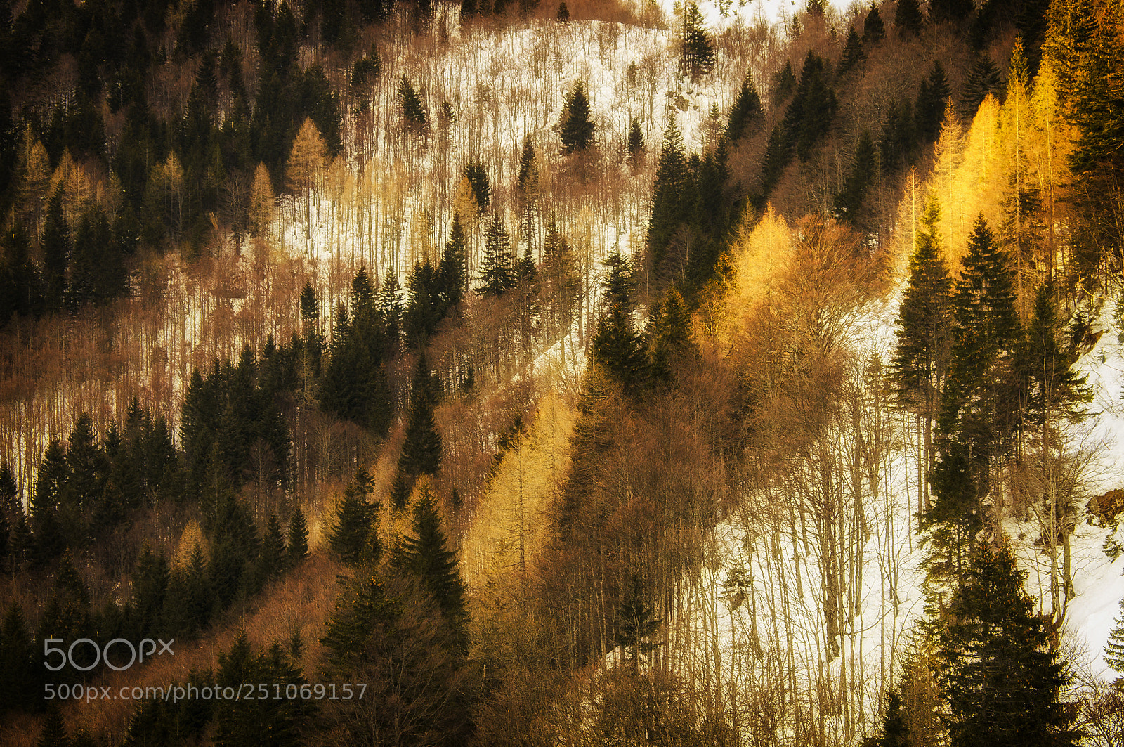 Pentax K-r sample photo. Forest photography
