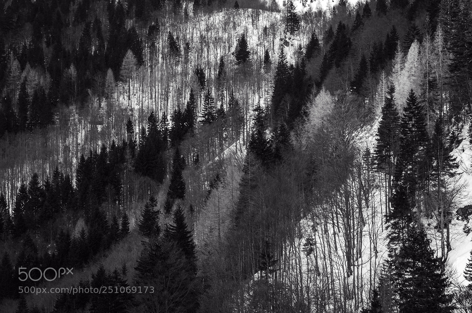 Pentax K-r sample photo. Forest bw photography