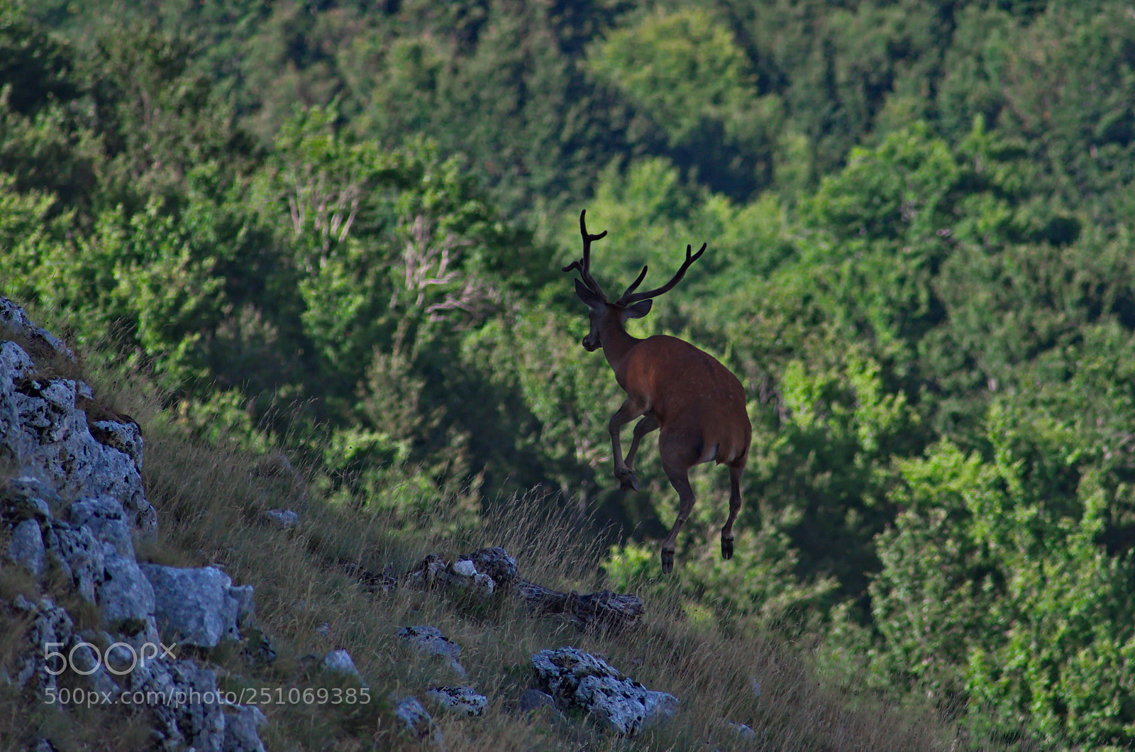 Pentax K-50 sample photo. Red deer jumping 3 photography