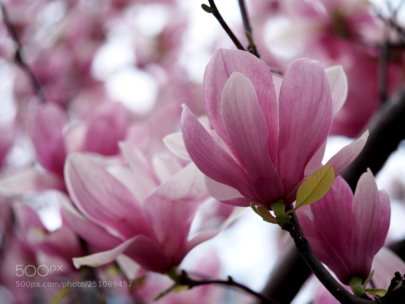 Olympus OM-D E-M1 sample photo. Magnolia  full bloom photography