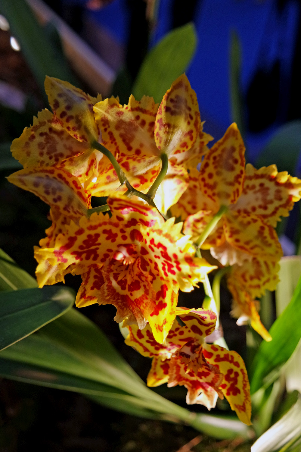 Samsung NX3300 sample photo. Orchid in red & yellow photography