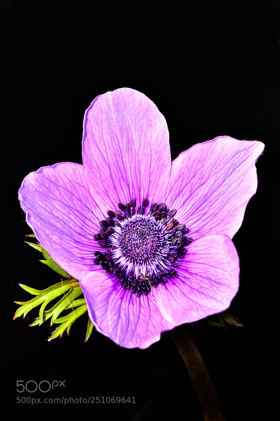 Nikon D7200 sample photo. 28.03.2018 - 1 photography