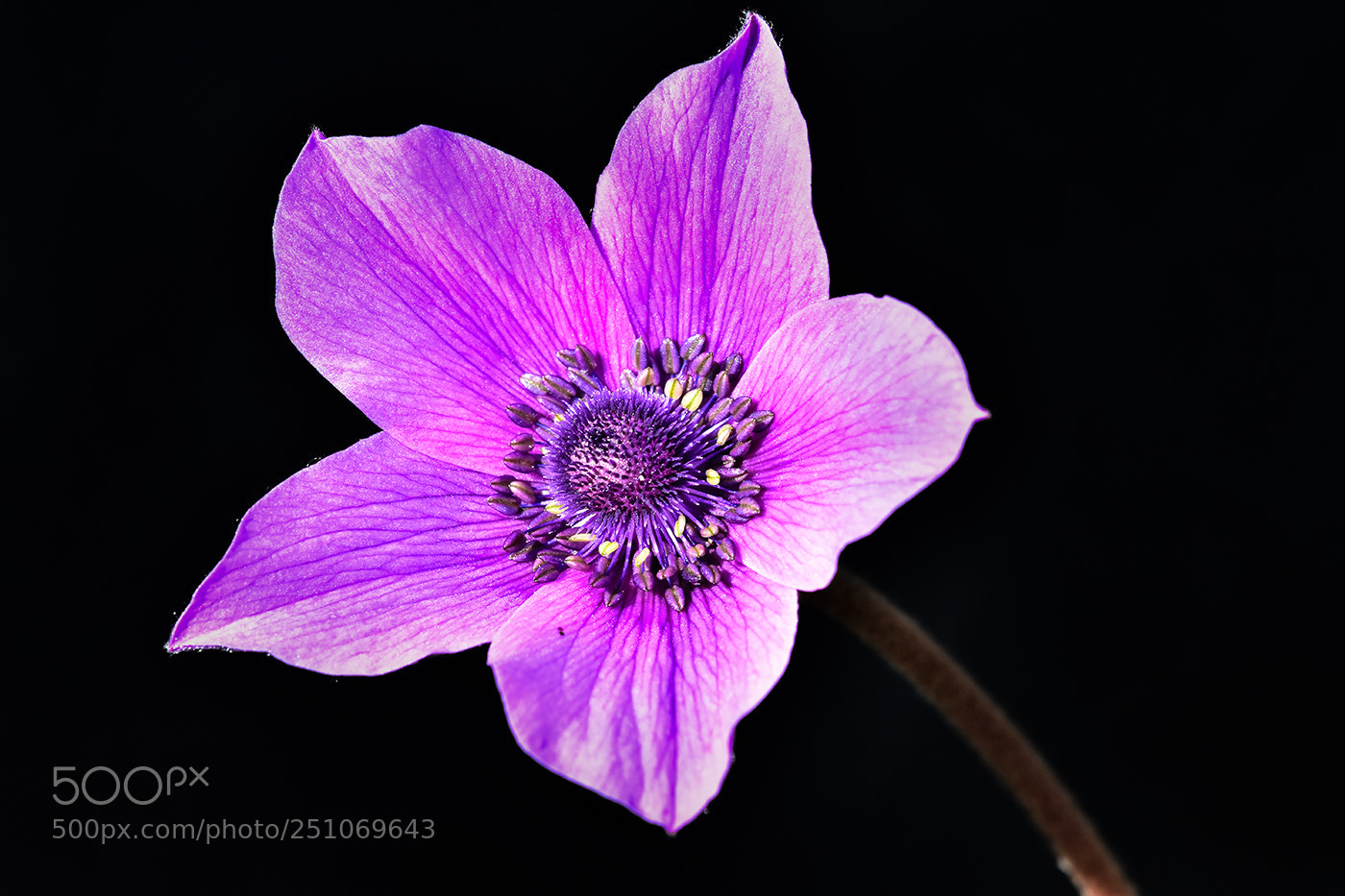 Nikon D7200 sample photo. 28.03.2018 - 2 photography
