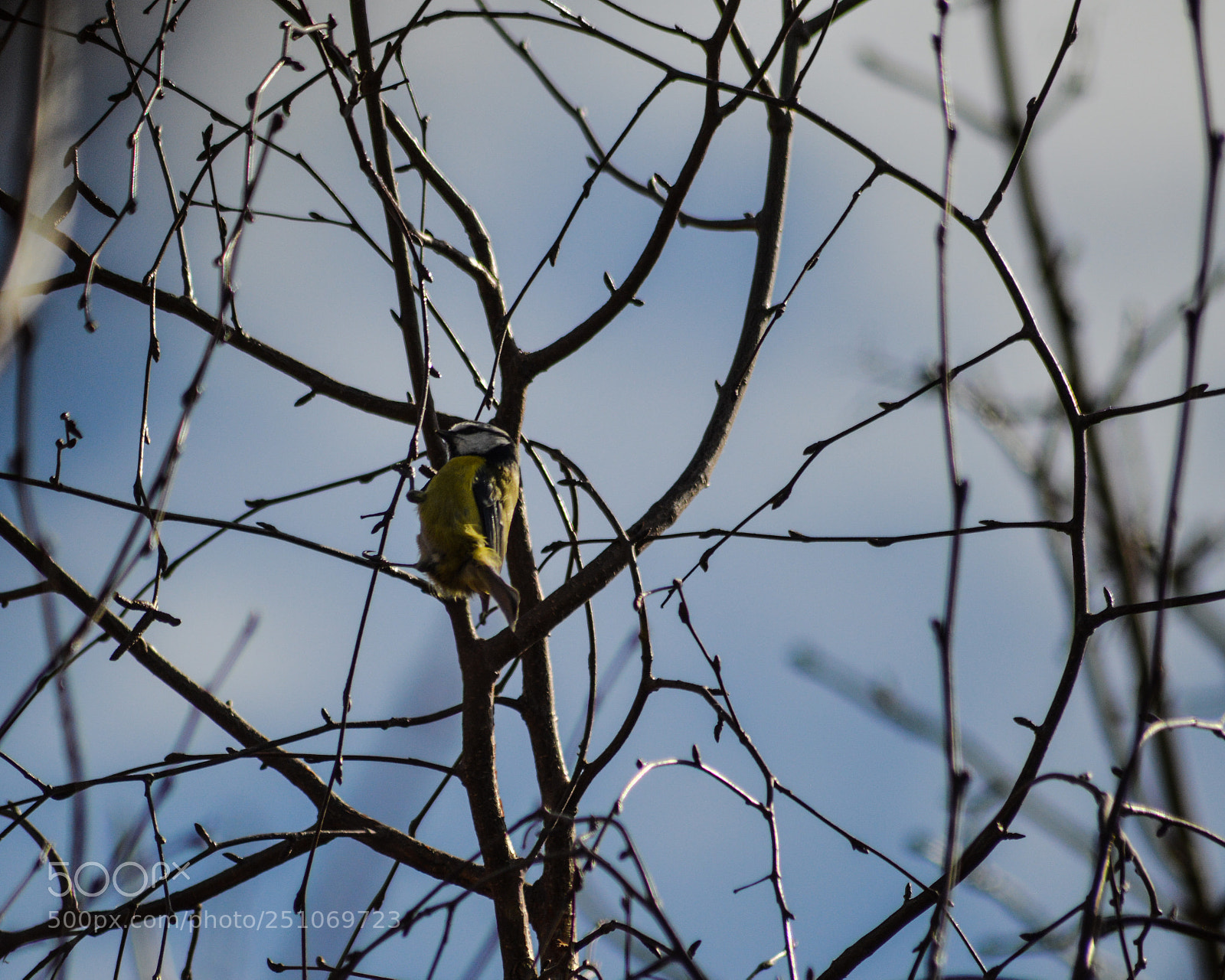 Nikon D3200 sample photo. Bluetit in birch photography