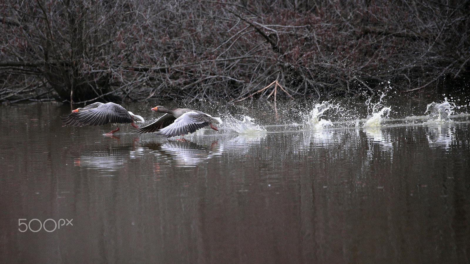 Canon EOS-1D X sample photo. Sprinters photography