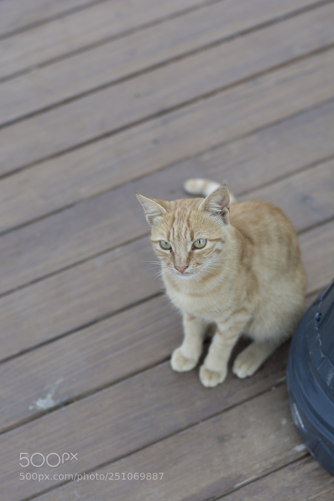 Nikon D7100 sample photo. The cat photography