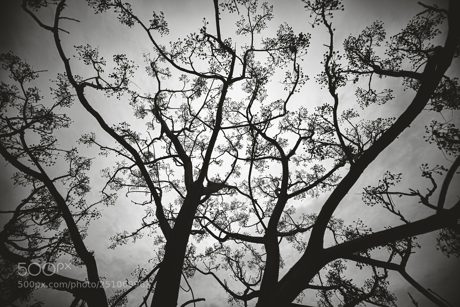Nikon D800 sample photo. Towards the sky photography