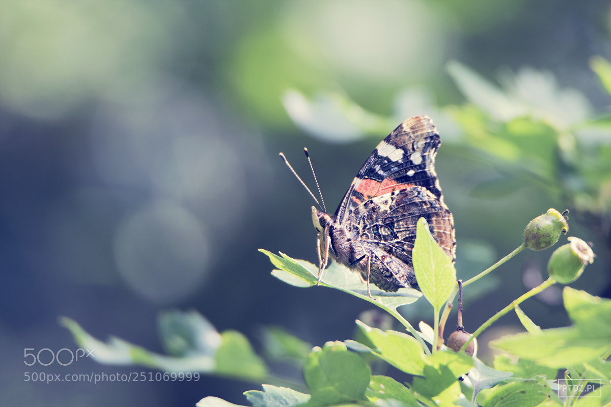 Nikon D5300 sample photo. 047 vanessa atalanta photography