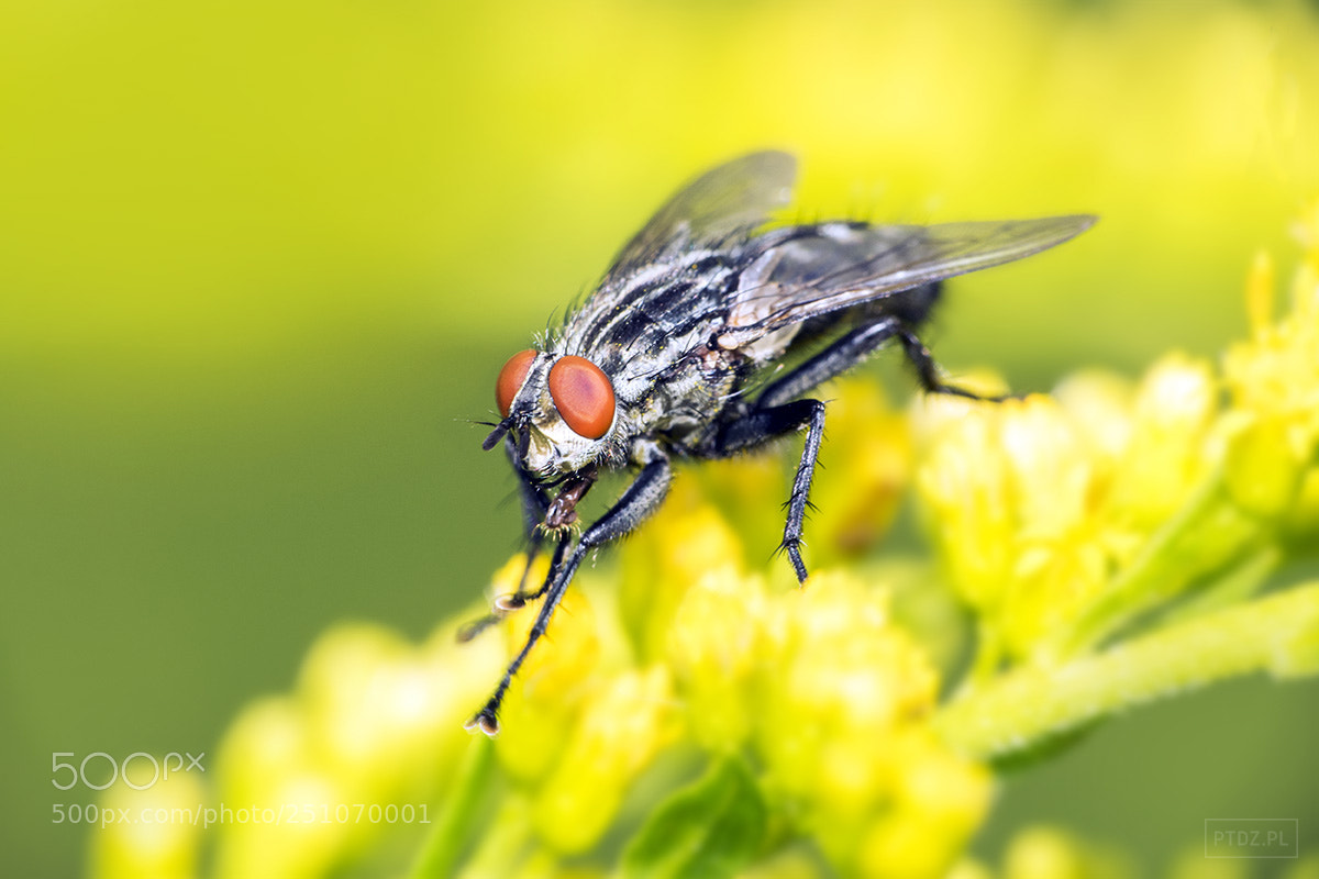Nikon D5300 sample photo. 048 musca domestica photography